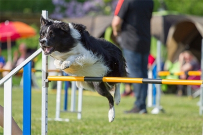 Agilitytraining für Ihren Hund