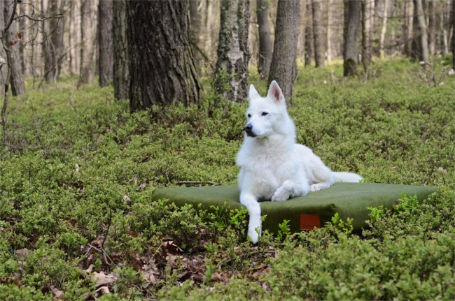 Ökologische orthopädische Hundematratze - Recyclingstoff - div. Größen und Farben