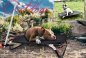 Preview: Outdoor Hundeliege - Hundetrage - XXL - 120x80 cm - Farbe schwarz