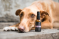 Preview: ALWAYS YOUR FRIEND – erste Hilfe Salbe Hund - 50ml