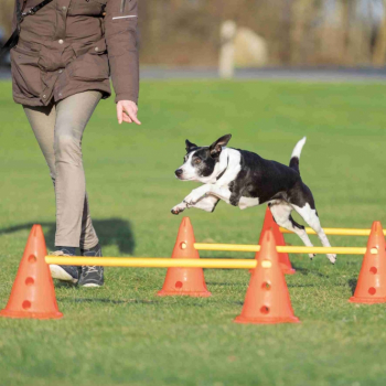 Agility Pylonen-Hindernis 3er Set - ø 23x30 cm - 78 cm Stangen