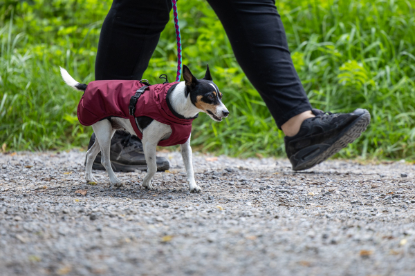 Regenjacke mit Leinenring -  Farbe: bordeaux - div. Größen